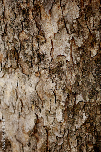 Bark texture background , wallpaper , pattern close up