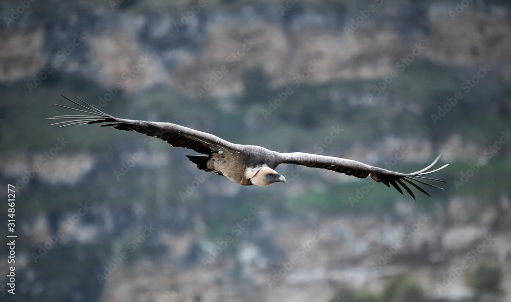 buitre leonado volando en un parque natural buitre leonado volando en un parque natural