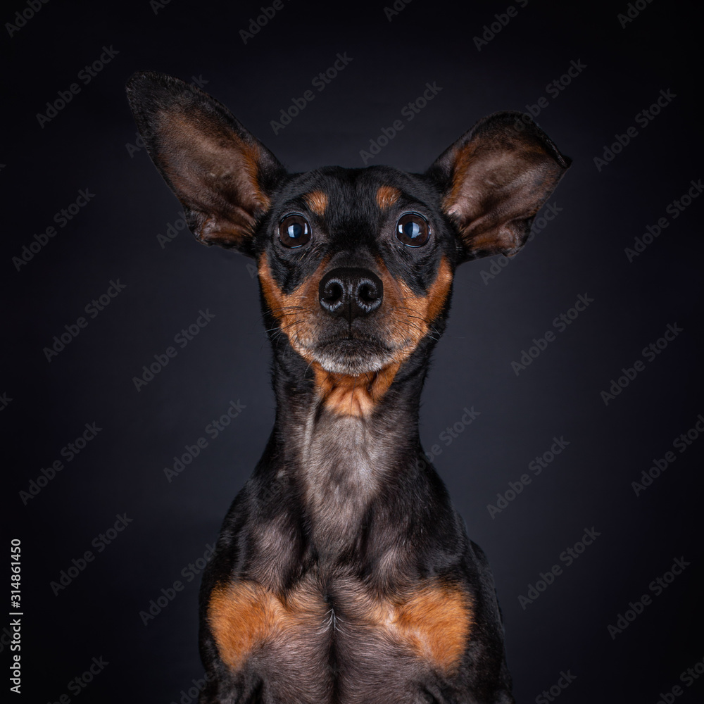 Portrait of a Miniature Pinscher with big uneven ears looking front, straight in the camera, isolated on a black background Portrait of a Miniature Pinscher with big uneven ears looking front, straight in the camera, isolated on a black background