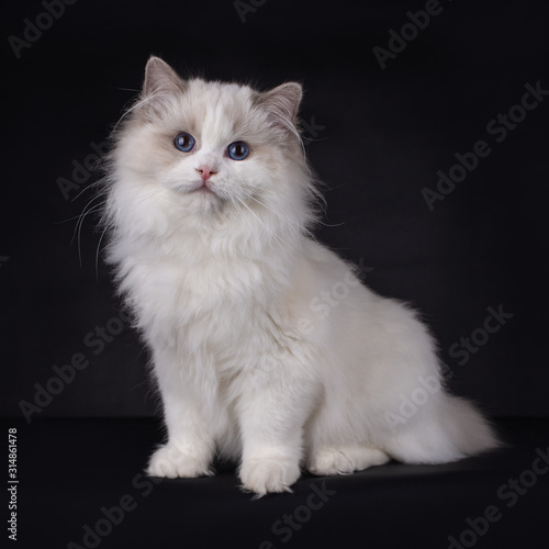 Kitten Ragdoll cat sitting, looking into the camera, isolated on a black background