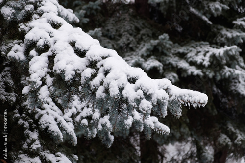 View of snowy branches of spruce in winter