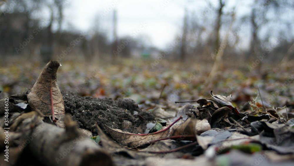 Obraz premium SONY DSC