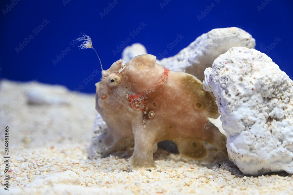 誘引突起 イリシウム をたなびかせるイロカエルアンコウ Stock Photo Adobe Stock