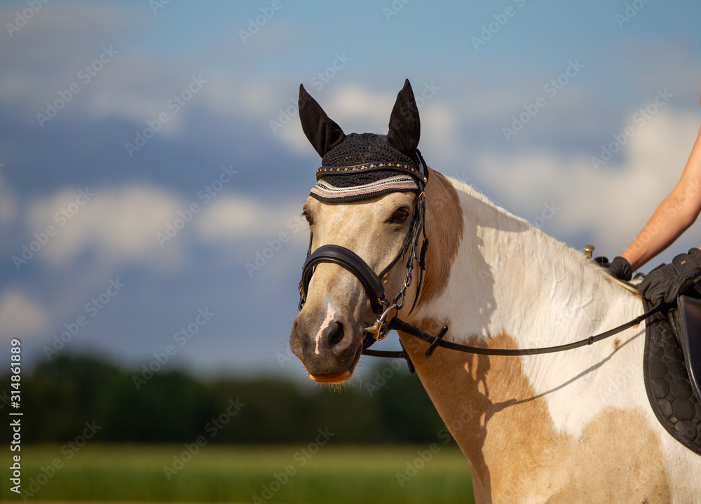 Obraz premium Horse piebald leisure head portraits landscape format with bridle ear cap under the rider photographed outdoors against a blue sky in summer..