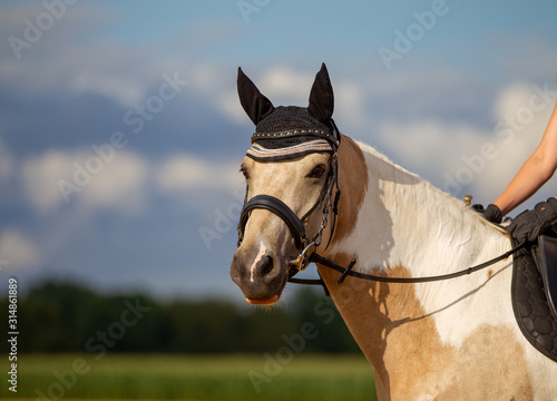 Canvas Print Horse piebald leisure head portraits landscape format with bridle ear cap under the rider photographed outdoors against a blue sky in summer