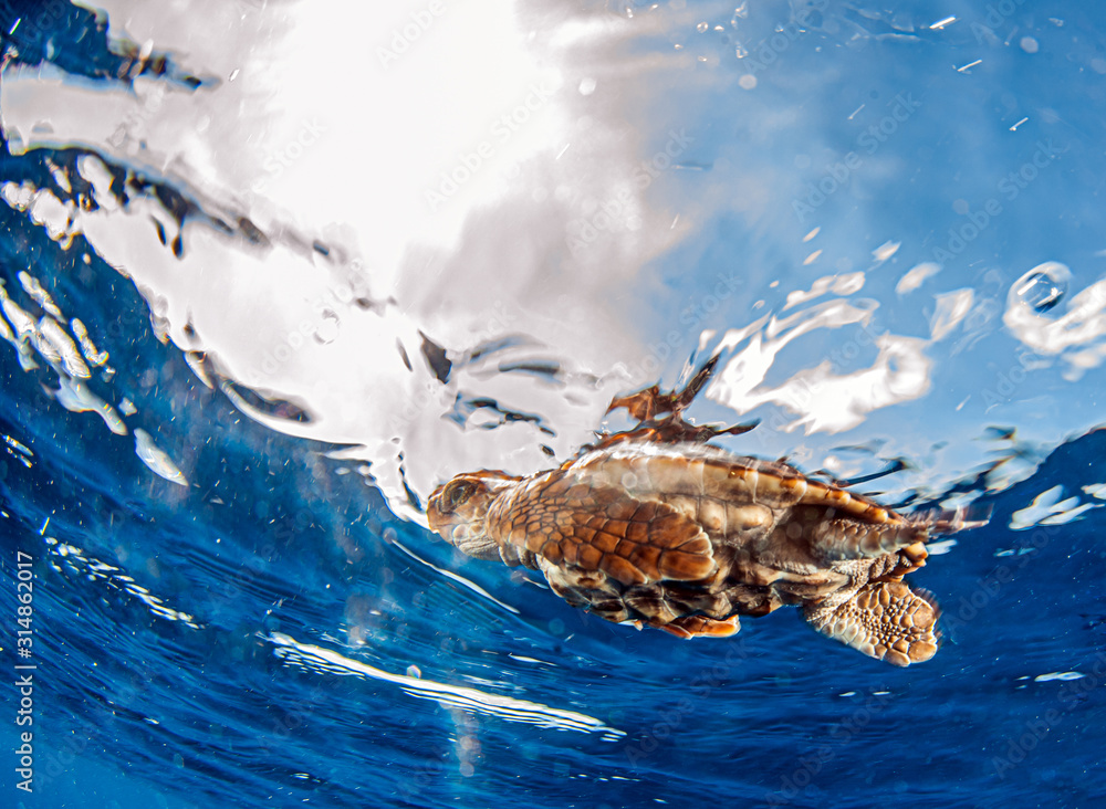 Obraz premium Sea Turtle release at the Bahamas