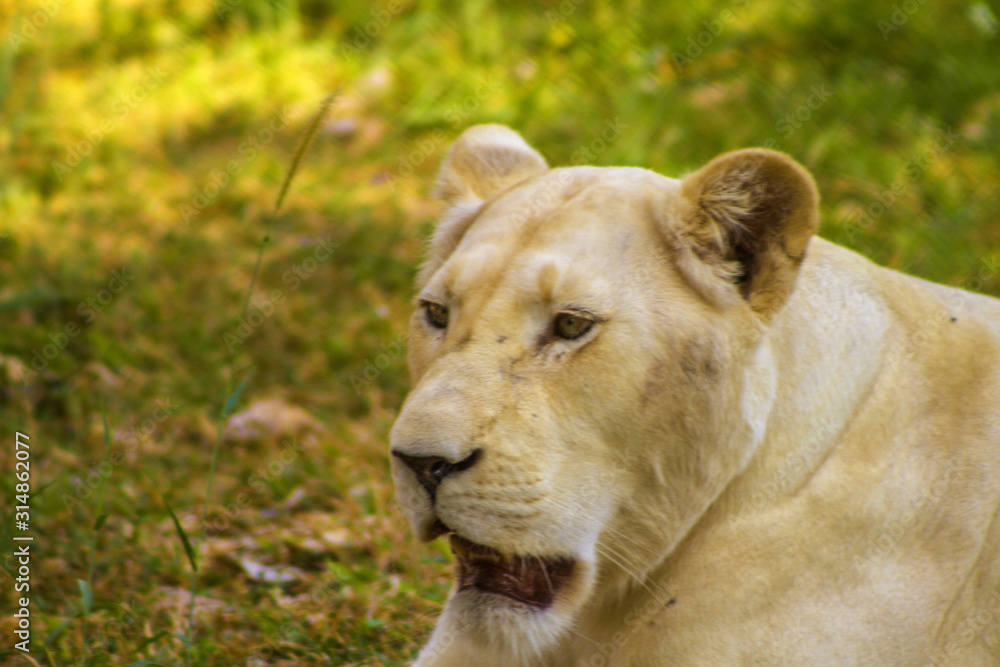 Fototapeta premium female lion