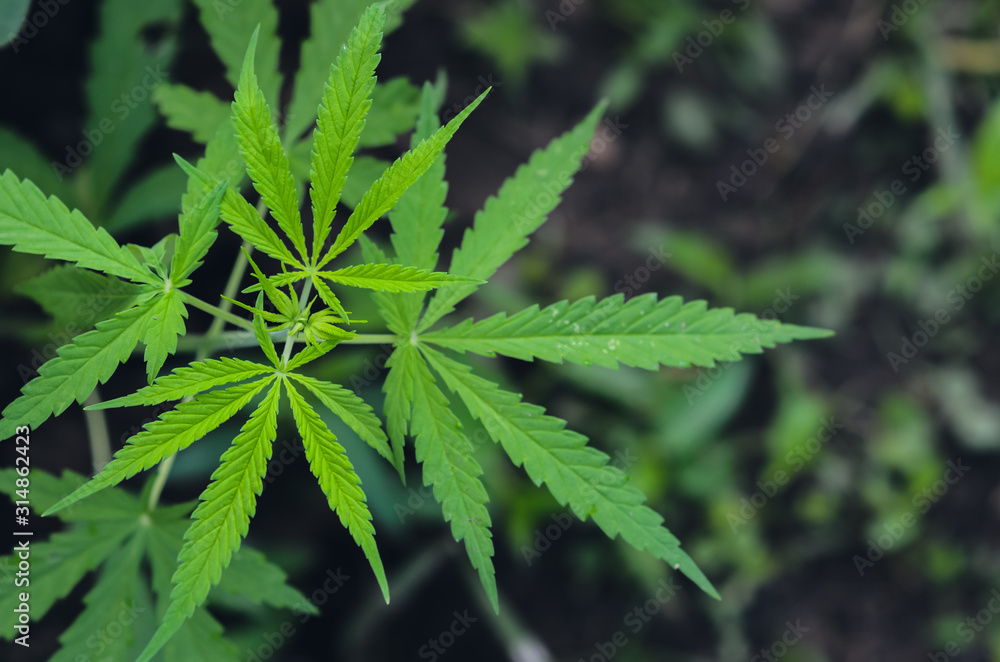 Cannabis sativa tree with its leaves. Cannabis sativa tree with its leaves.