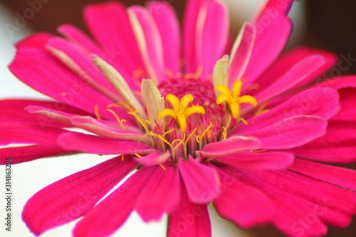 closeup of pink  zinnia flower