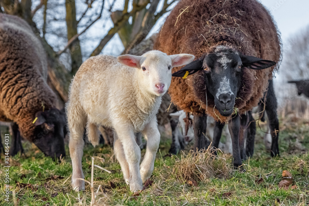 Sheep, Ewes with Lambs on the Pasture Sheep, Ewes with Lambs on the Pasture