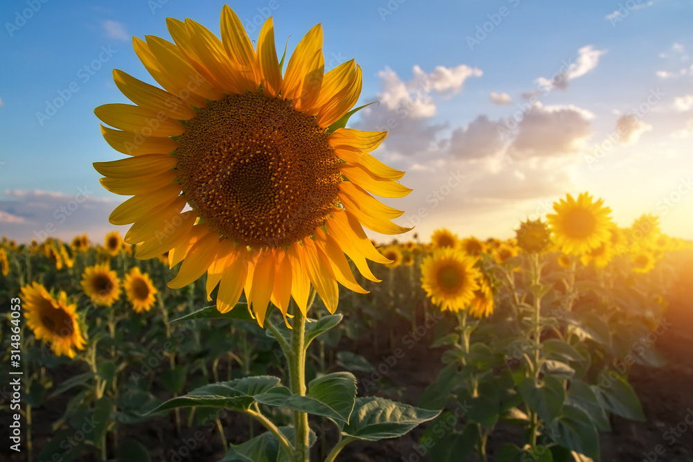 Obraz premium Close-up of a beautiful sunflower in a field