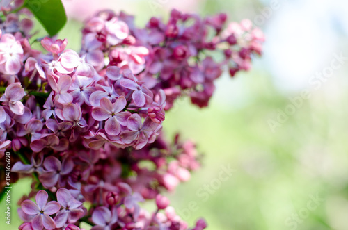 Beautiful purple lilac flowers. Macro photo of lilac spring flowers.