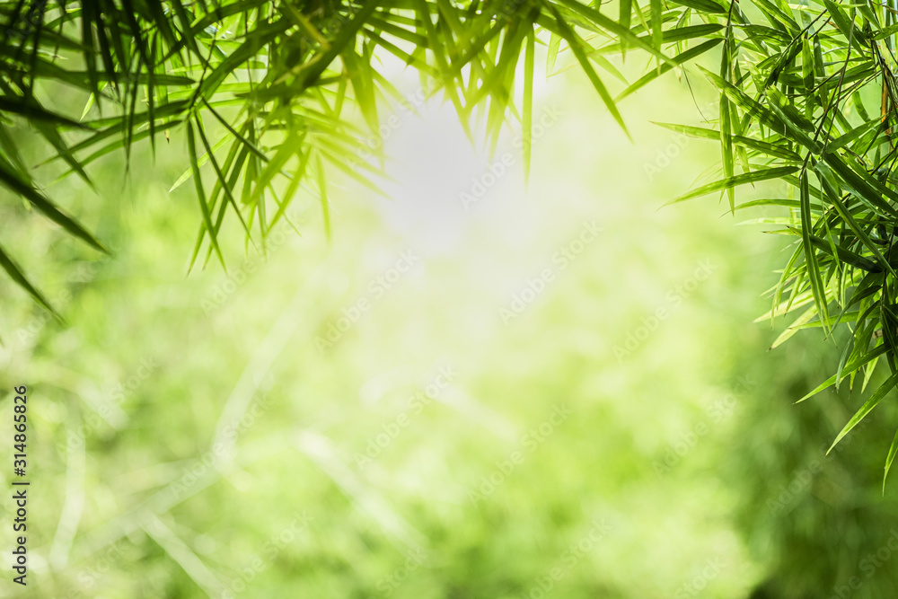 Fototapeta Closeup beautiful view of nature green bamboo leaf on greenery blurred background with sunlight and copy space. It is use for natural ecology summer background and fresh wallpaper concept.