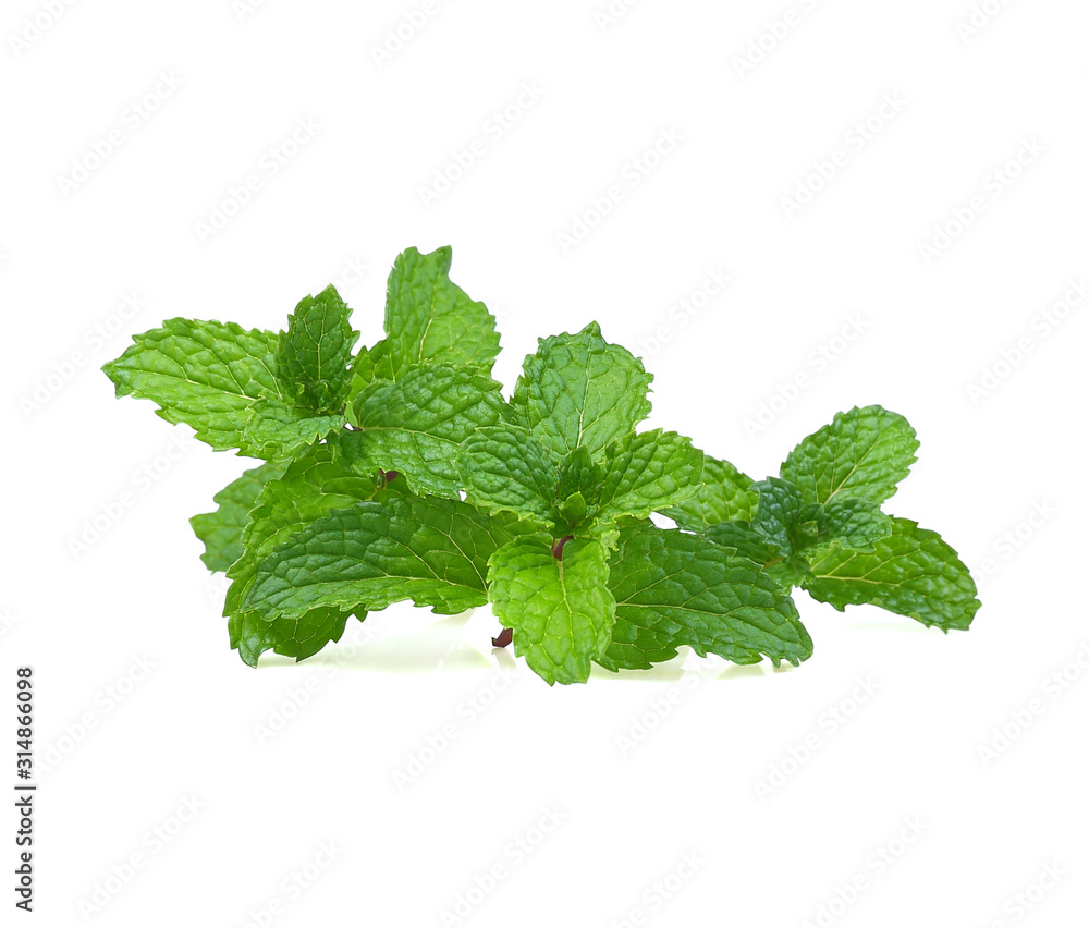 fresh mint leaves isolated on white background fresh mint leaves isolated on white background