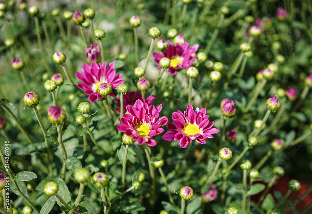 Obraz premium Daisy flowers blooming at the park