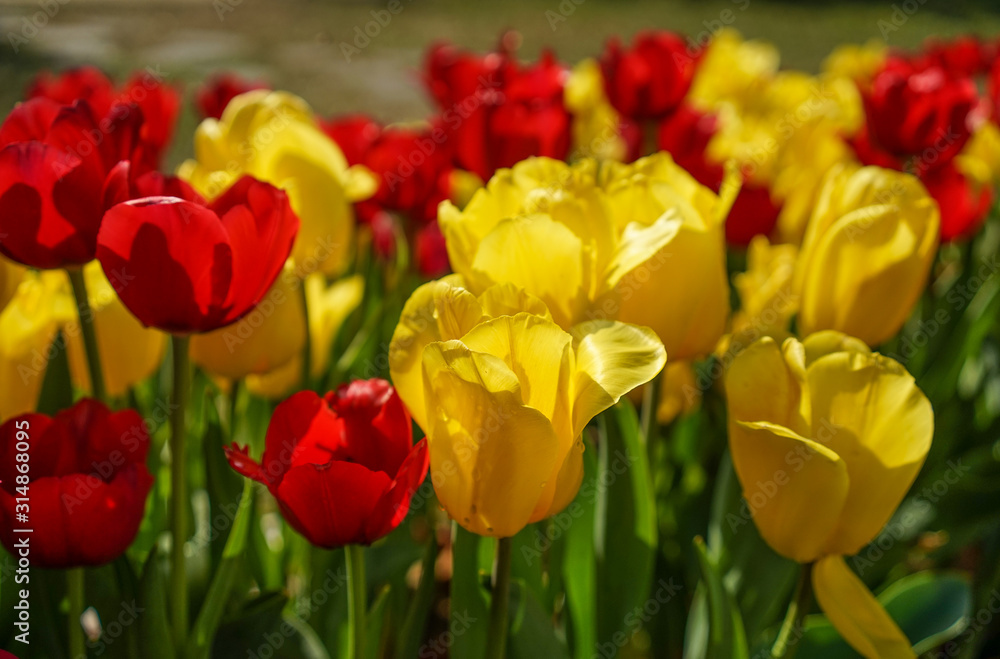 Fototapeta premium Colorful tulip flowers blooming at public park