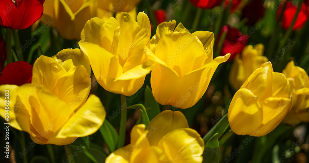 Obraz premium Colorful tulip flowers blooming at public park