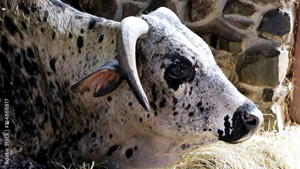 The portrait of the Zebu, Bos primigenius indicus, is feeding with hay