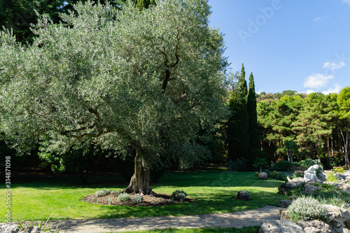 Beautiful olive trees (Olea europaea) in relic 200 year old olive grove in Aivazovsky landscape park (Park Paradise) in Partenit, Crimea