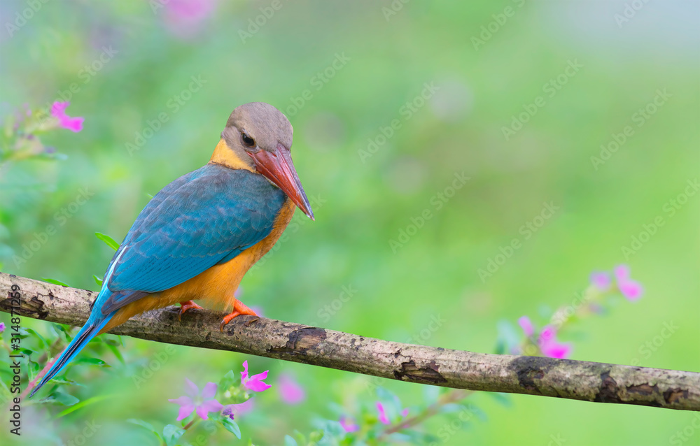 Stork-billed Kingfisher, Halcyon capensis, perching on the tree waiting for fishing, bird