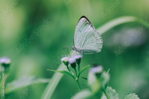 butterfly on a flower © CCchokchon