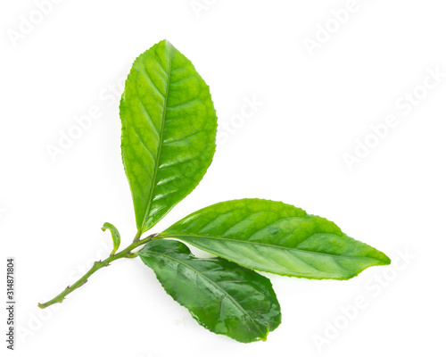 Studio shot organic green tea leaves branch isolated on white photo