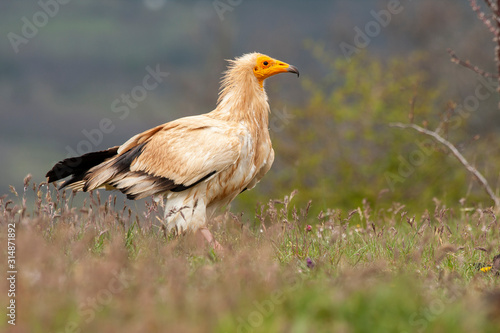 Egyptian vulture  Neophron percnopterus  long thin beak vulture.