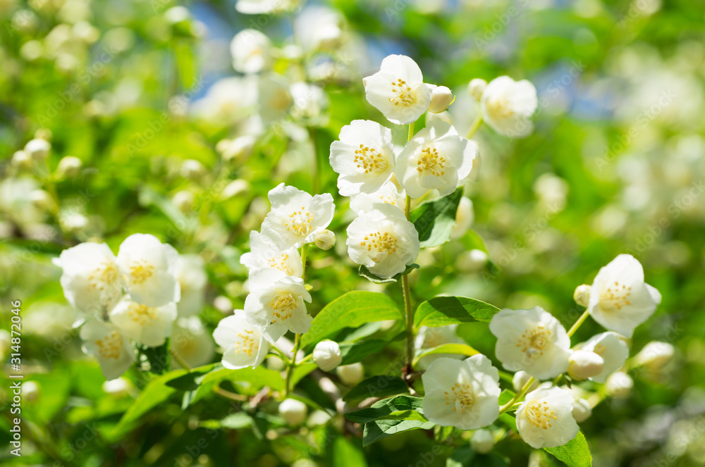 Fototapeta premium jasmine flowers in a garden