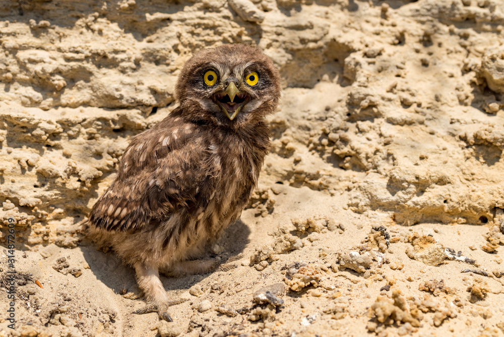 Cute little owl or Athene noctua on rock Cute little owl or Athene noctua on rock