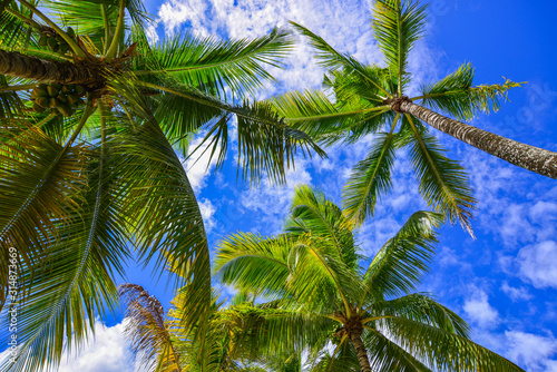 Green coconut palm trees against blue sky