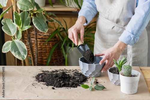 A woman is gardening near the window of the house, replanting a green plant in a pot. The concept of home gardening. photo