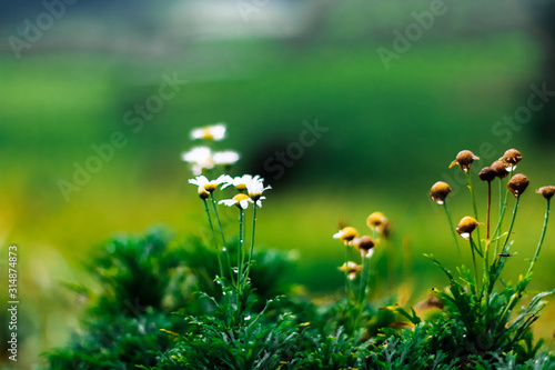 white flowers on green background