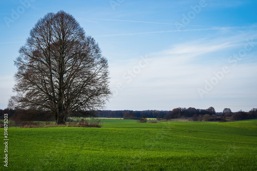 Green meadow with a big tree under a blue sky sunny day