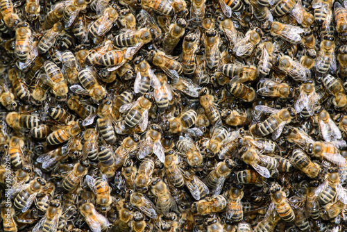 Honigbienen Bienenschwarm bilden eine Schwarmtraube