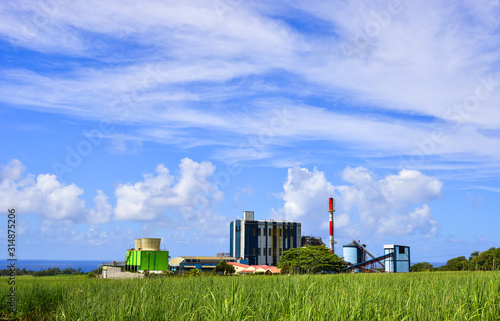 Sugar cane growing in a field with the refinery