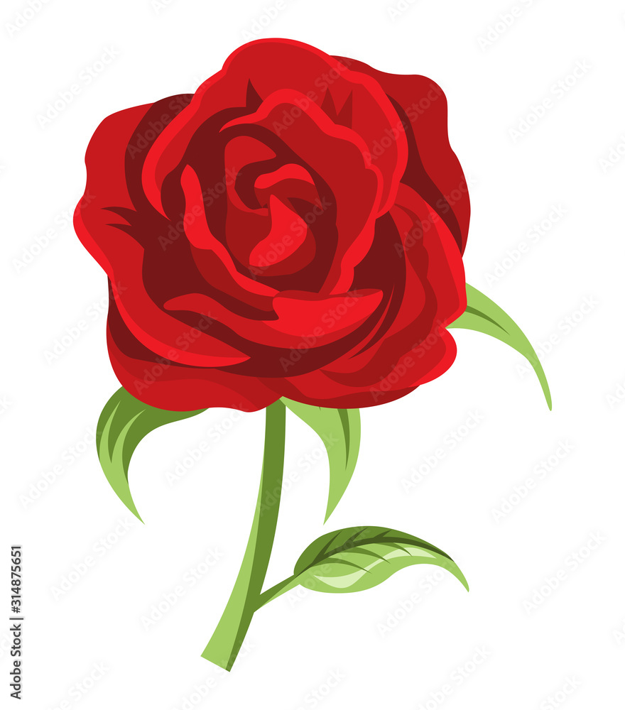 Full blooming red rose single flower Full blooming red rose single flower