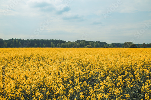 żółte pole rzepak
