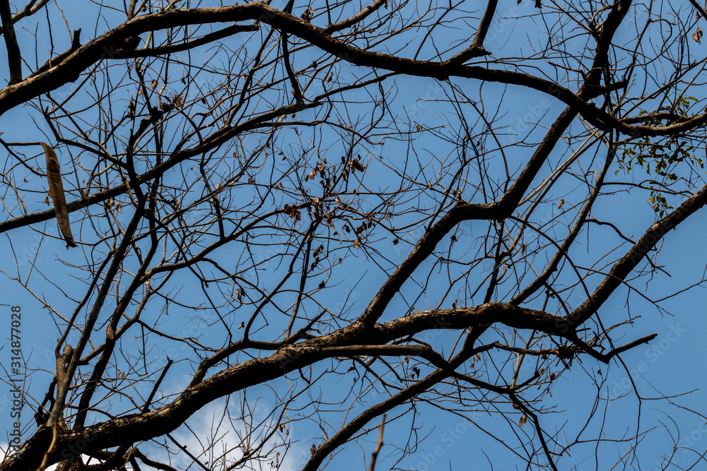 Abstract branch leaf background sky Abstract branch leaf background sky