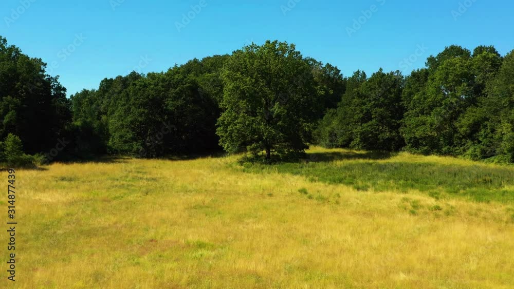 Aerial view - beautiful summer meadow - approaching a majestic tree