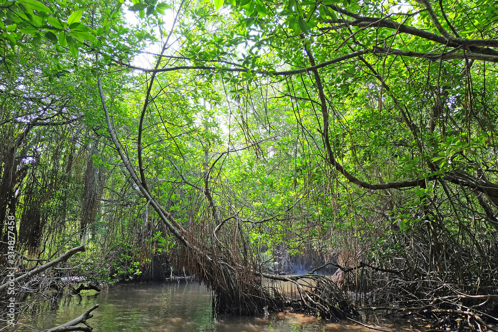 Mangrove