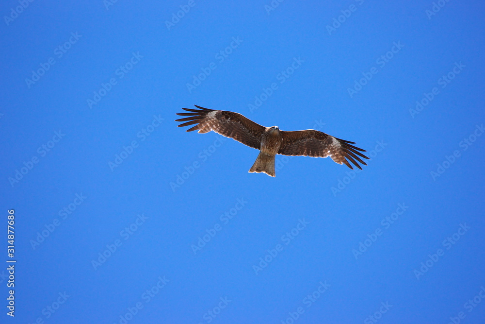 Obraz premium 夏空に舞う