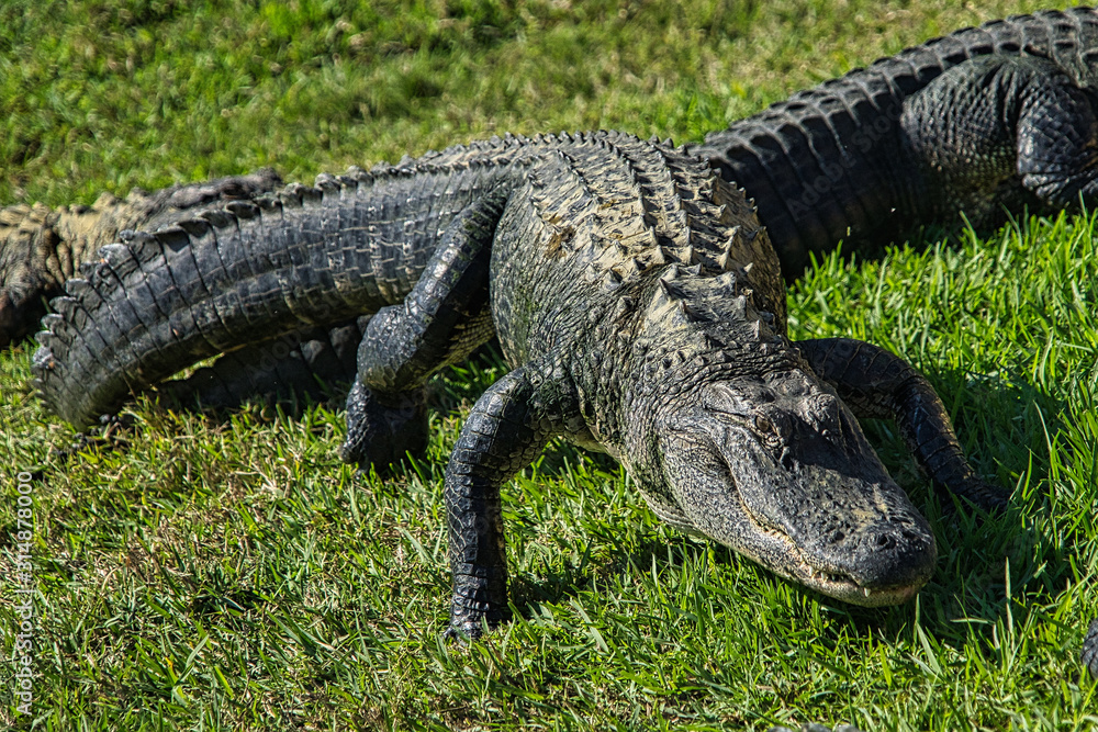 Obraz premium Alligator Gator Wildlife Everglades Florida