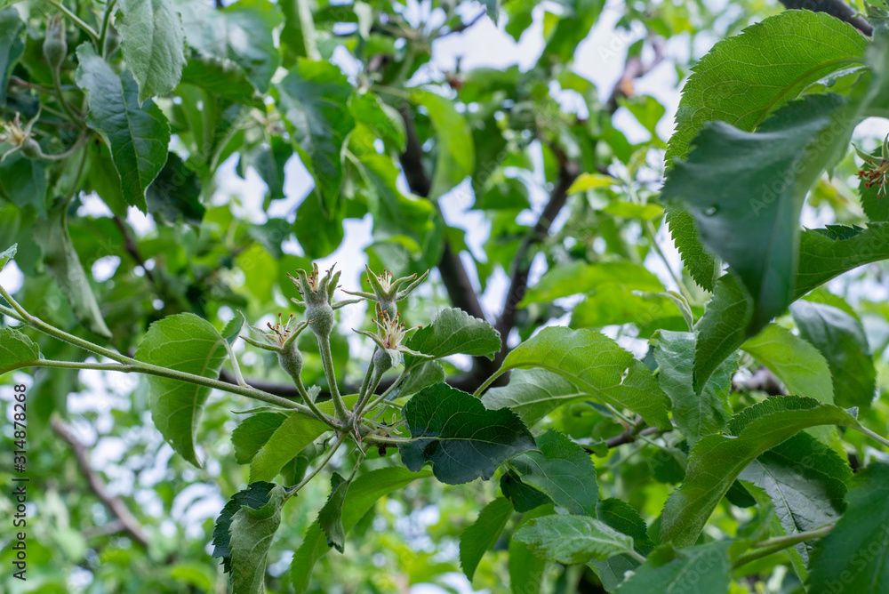 young apples on the branch young apples on the branch
