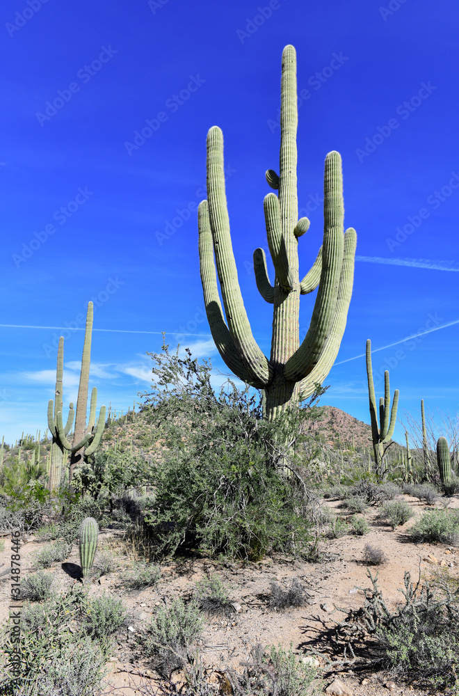 Saguaro Cactus here growing in the Sonoran Desert Arizona, USA also grow in Mexico