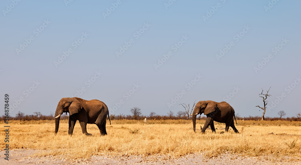 Two large elephants walk in the African savannah Two large elephants walk in the African savannah