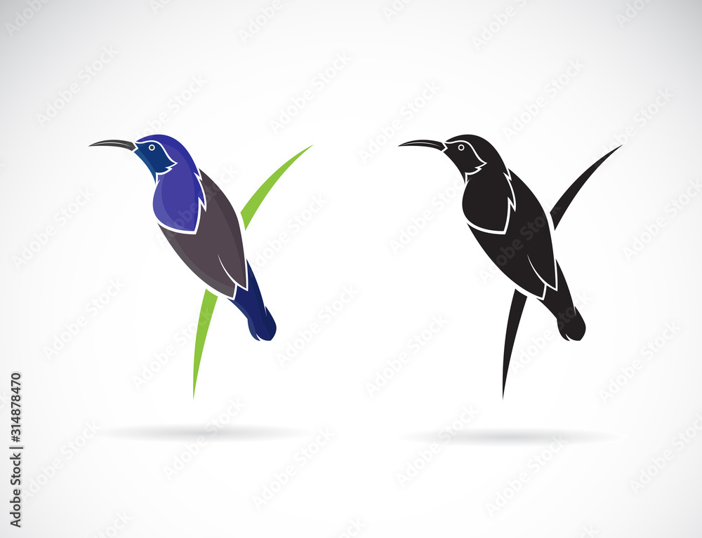 Obraz premium Vector of Purple Sunbird(Male) on white background. (Cinnyris asiatica) Birds logo or icon. Bird. Animal.