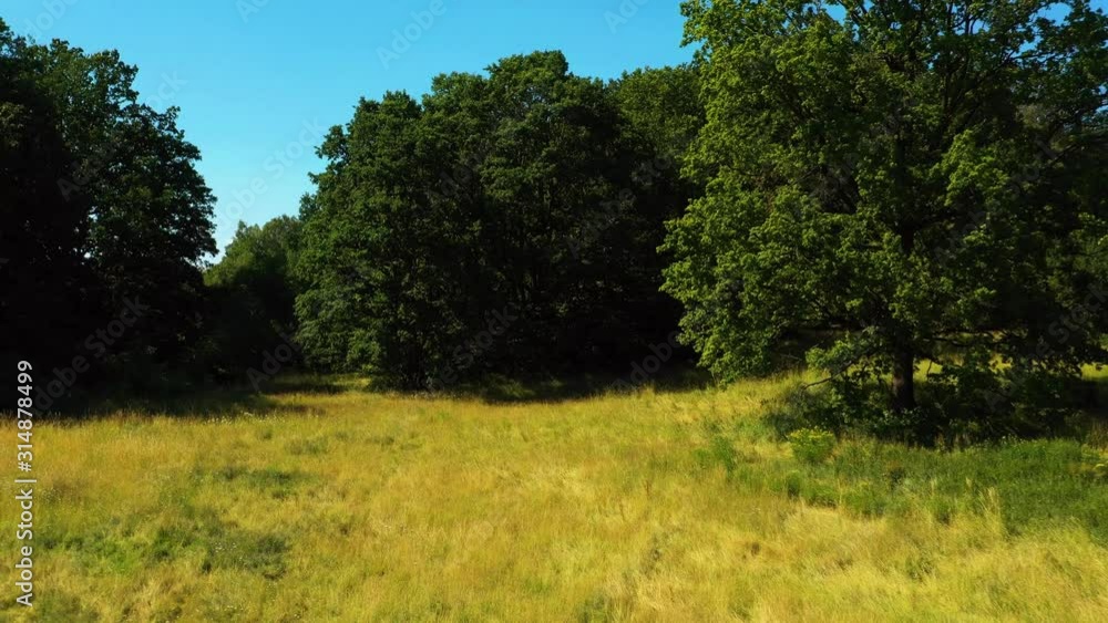 Aerial view - beautiful summer meadow - approaching large trees Aerial view - beautiful summer meadow - approaching large trees