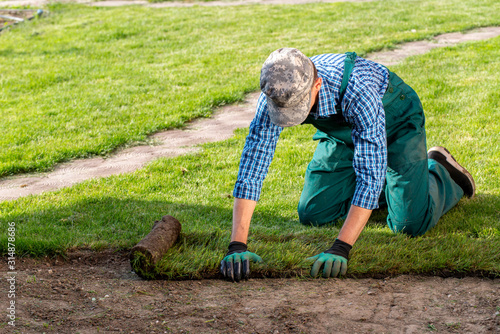 Natural Grass Turf Professional Installer. Gardener Installing Natural Grass Turfs Creating Beautiful Lawn Field.