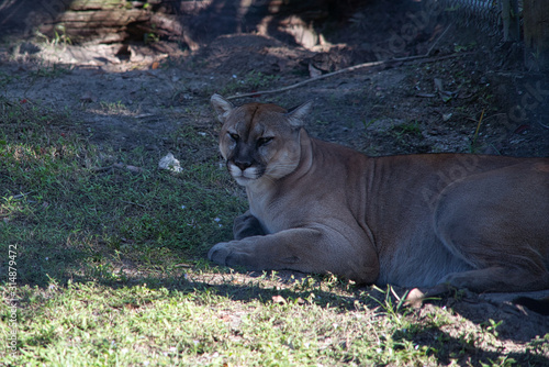 Florida Panther Wildlife vom Aussterben bedroht