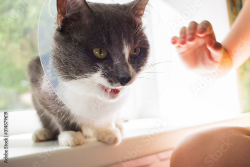 sick angry grey cat patient transparent e-collar therapy.